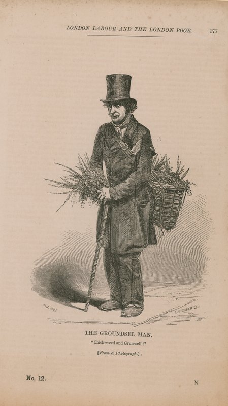 A Groundsel ember alkotó: English School