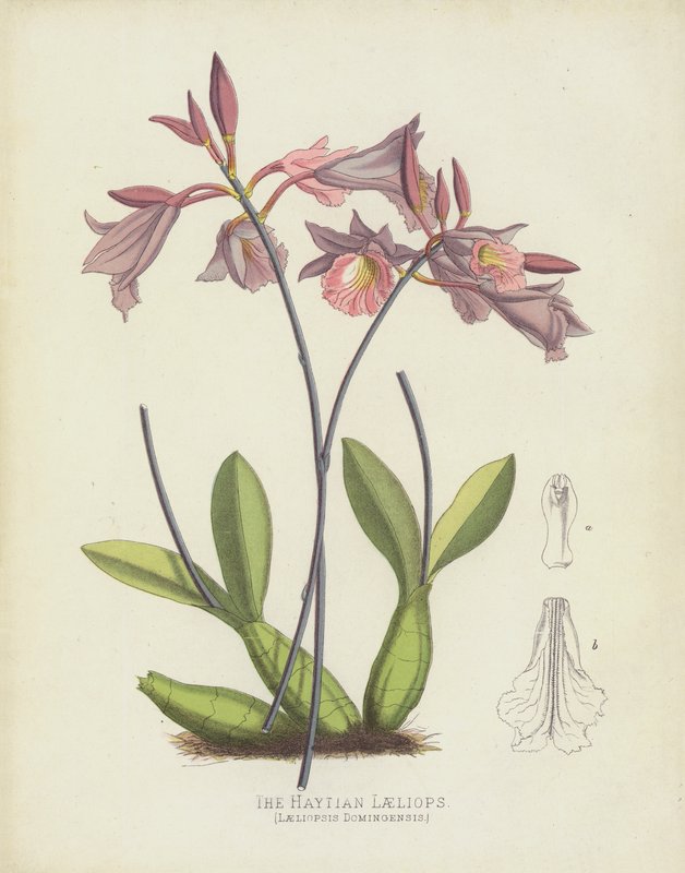 A Haytian Laeliops, Laeliopsis Domingensis alkotó: English School