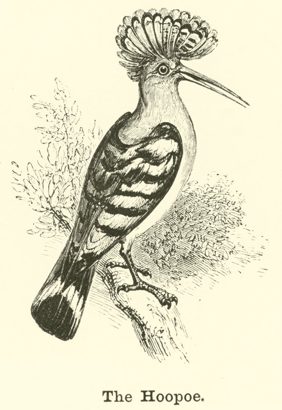 A Hoopoe alkotó: English School