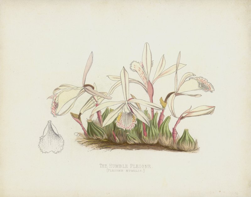 The Humble Pleione, Pleione Humilis alkotó: English School