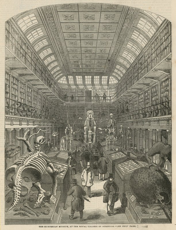 A Hunterian Múzeum a Royal College of Surgeons-ben alkotó: English School