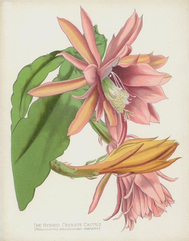 A Hibrid Crenate Cactus, Phyllocactus Speciosissimo-Crenatus alkotó: English School