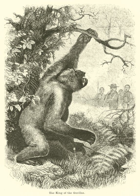A gorillák királya alkotó: English School