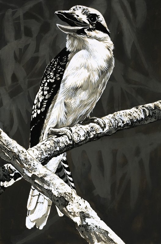 A Kookaburra alkotó: English School