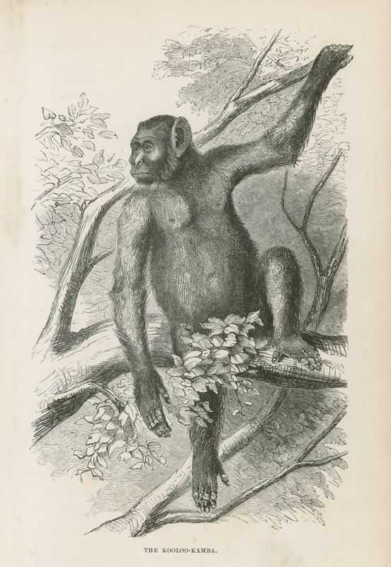 A Kooloo-Kamba alkotó: English School