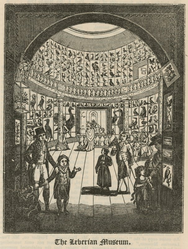 A Leverian Múzeum alkotó: English School