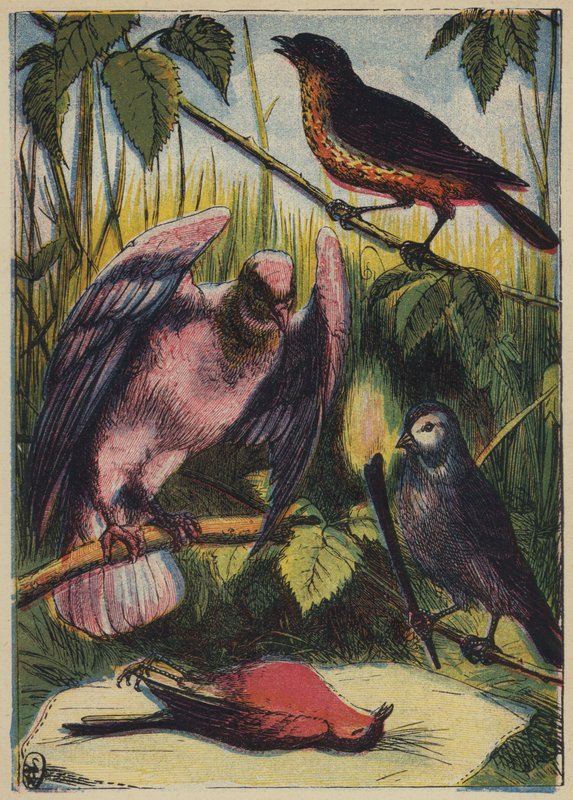 A cinege, a galamb és a kakasrobin (színes litográfia) alkotó: English School