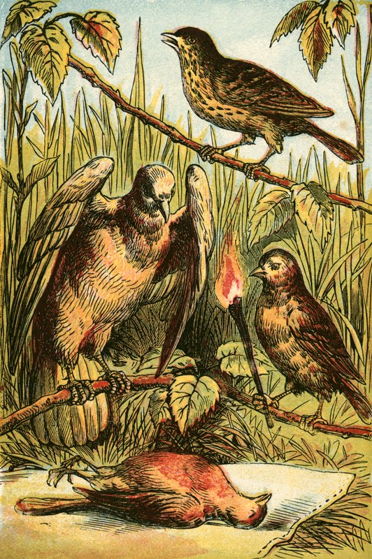 The Linnet, the Dove és Cock Robin alkotó: English School