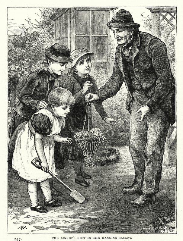 A hálófészek a függőkosárban (metszet) alkotó: English School