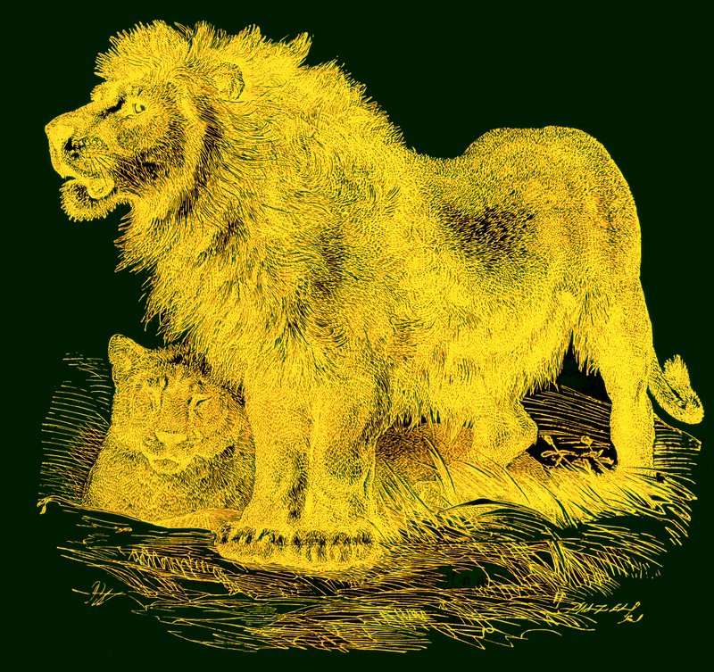 Az oroszlán, a J. G. Woods Illustrated Natural History illusztrációja, megjelent 1850 körül (digitálisan javított kép) alkotó: English School