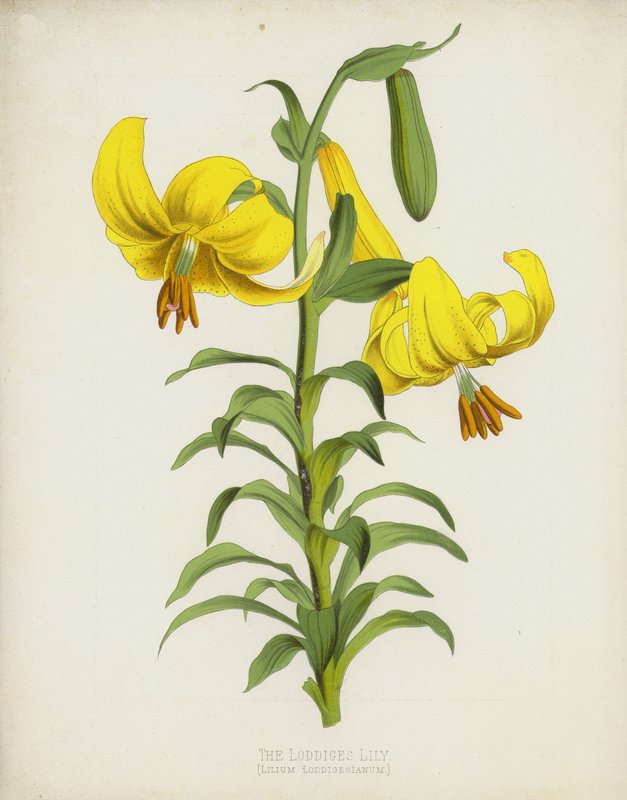 A Loddiges-liliom, Lilium Loddigesianum alkotó: English School