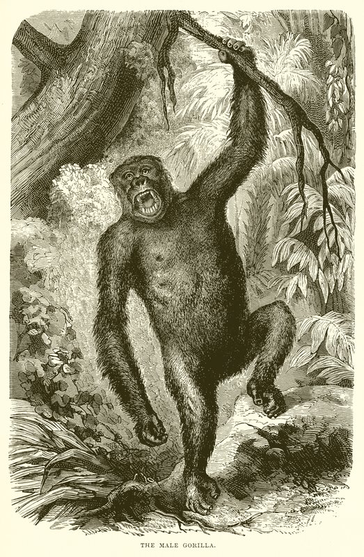A hím gorilla alkotó: English School