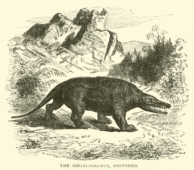 A Megalosaurus, restaurált (metszet) alkotó: English School