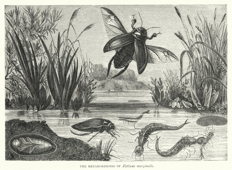 A Dytiscus marginalis metamorfózisai (metszet) alkotó: English School
