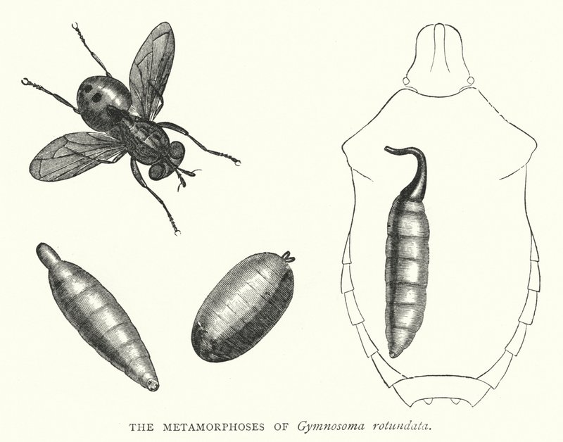 A Gymnosoma rotundata metamorfózisai (metszet) alkotó: English School