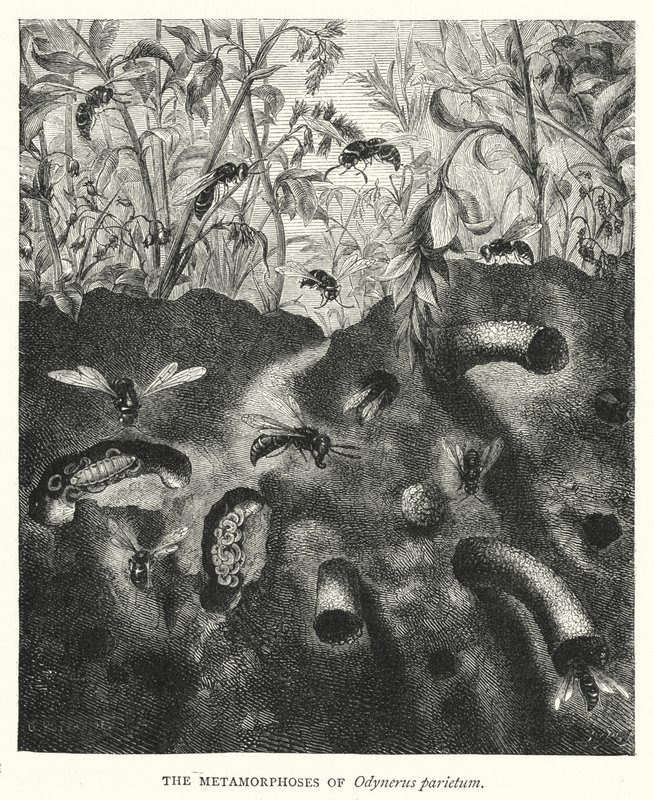 Odynerus parietum metamorfózisa (metszet) alkotó: English School