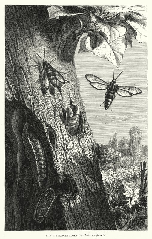 A Sesia apiformis metamorfózisai (metszet) alkotó: English School
