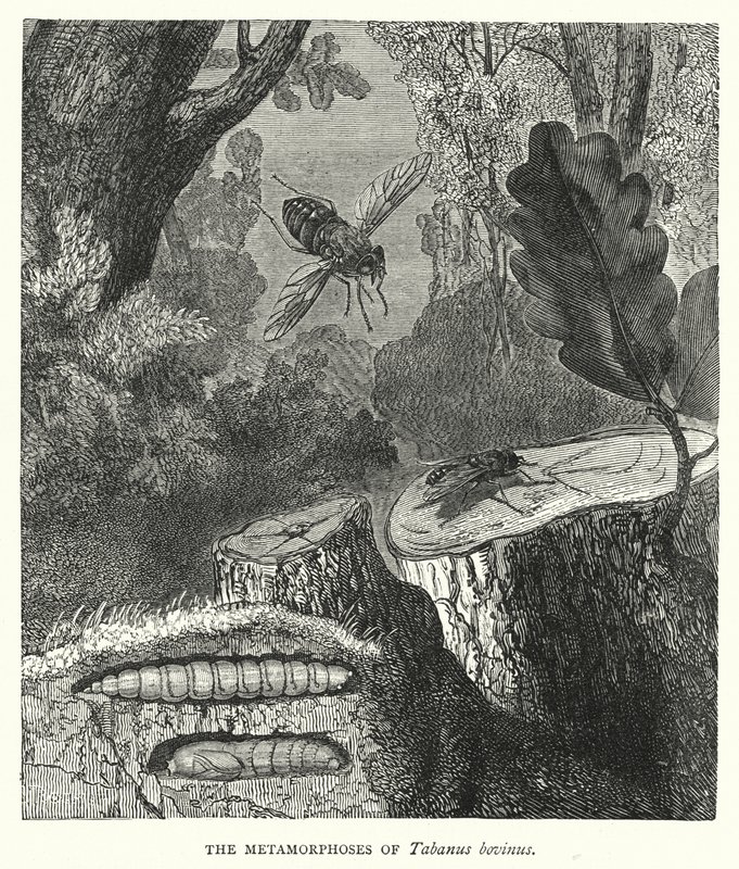 A Tabanus bovinus metamorfózisa (metszet) alkotó: English School