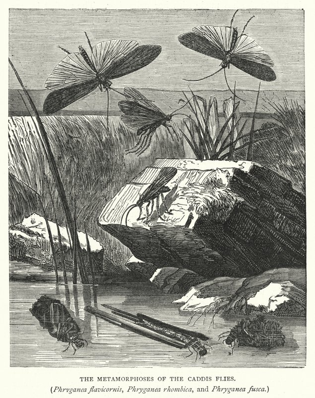 A Caddis legyek, a Phryganea flavicornis, a Phryganea rhombica és a Phryganea fusca metamorfózisa (metszet) alkotó: English School