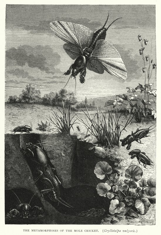 A vakondtücsök, Gryllotalpa vulgaris metamorfózisa (metszet) alkotó: English School