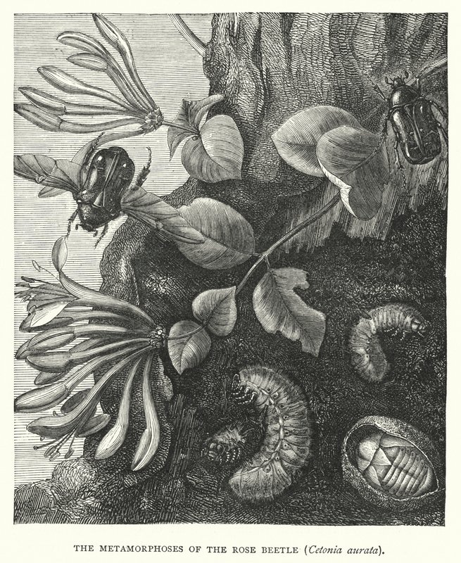 A rózsabogár, Cetonia aurata metamorfózisa (metszet) alkotó: English School