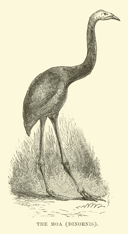 A Moa, Dinornis alkotó: English School