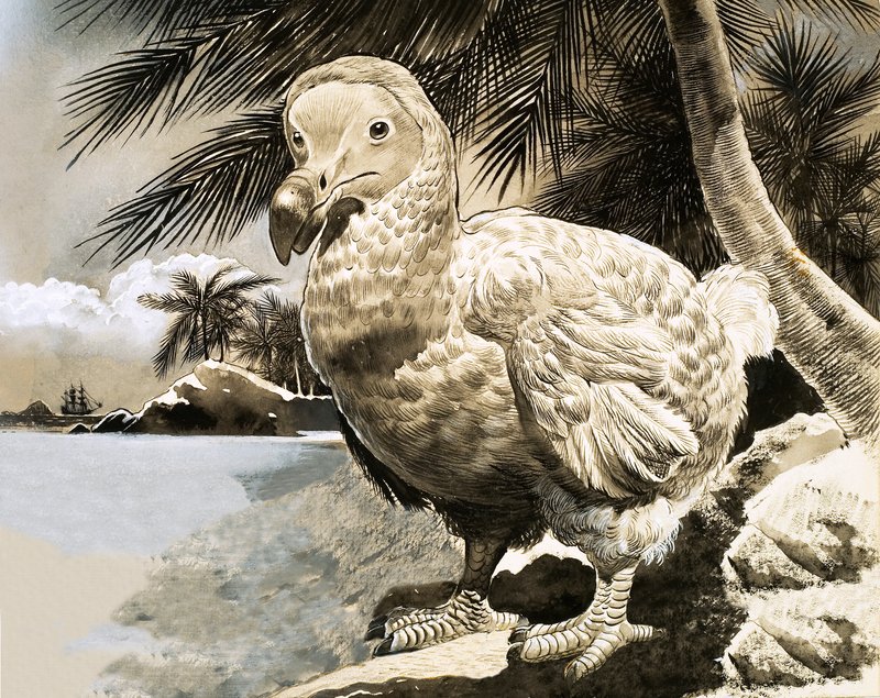 A rejtélyes madár Mauritiusról (The Dodo) alkotó: English School