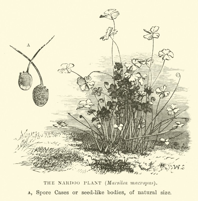 A Nardoo növény, a Marsilea macropus alkotó: English School
