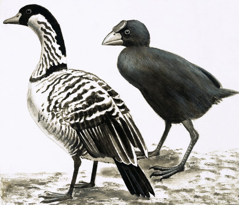 A Ne-Ne vagy hawaii liba és Takahe madár alkotó: English School