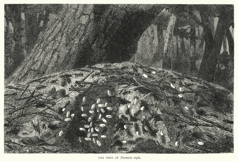 A Formica rufa fészke (metszet) alkotó: English School