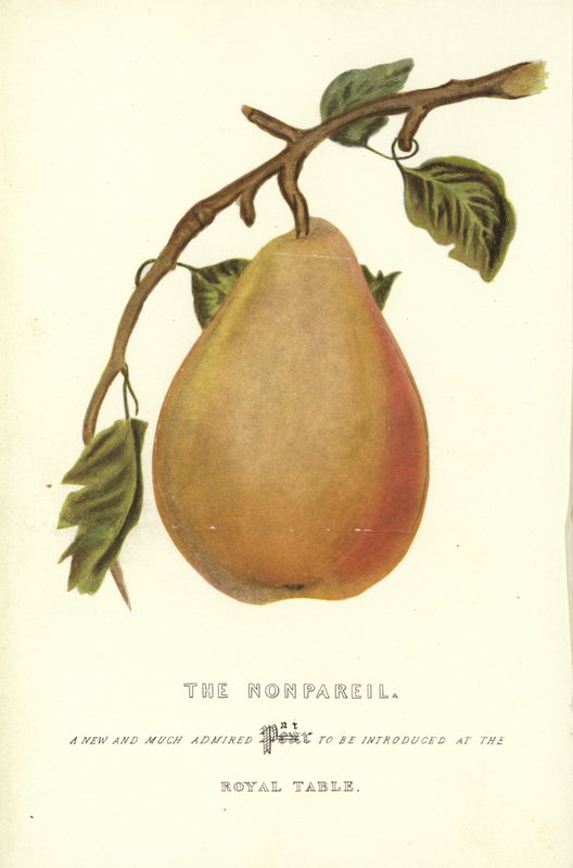 A Nonpareil alkotó: English School