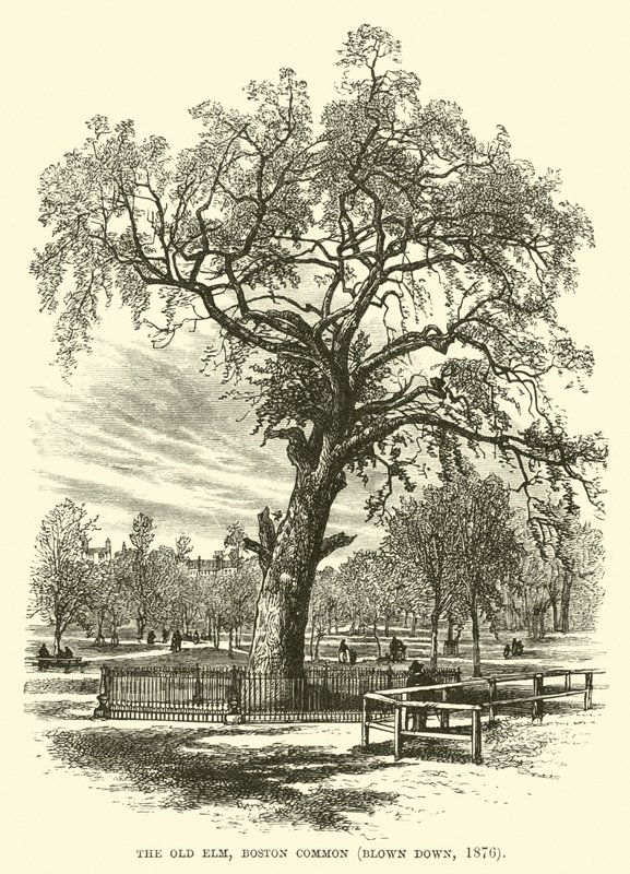 Az Old Elm, Boston Common, lerobbant, 1876 alkotó: English School
