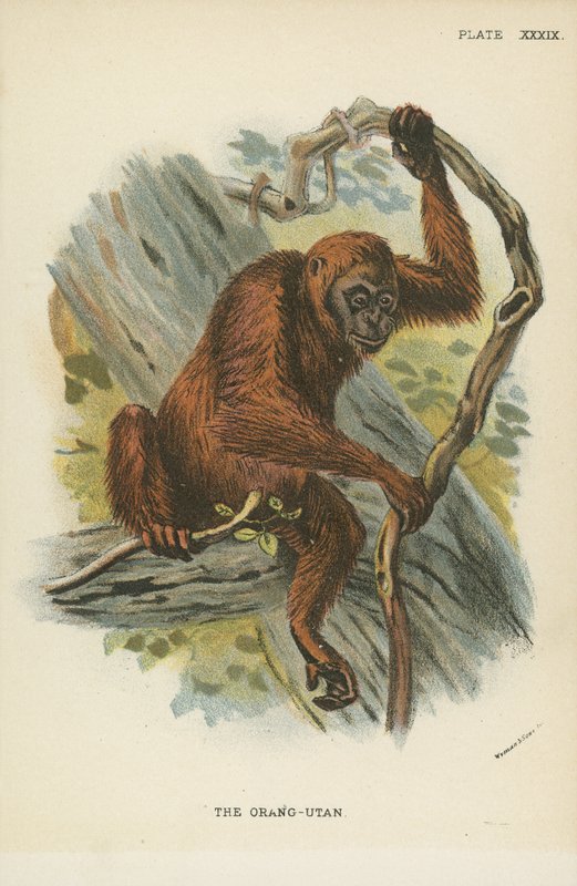 Az Orang-Utan alkotó: English School
