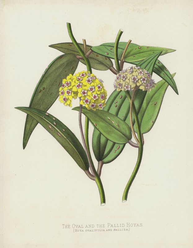 Az Oval és a Pallid Hoyas, a Hoya Ovalifolia és a Pallida alkotó: English School