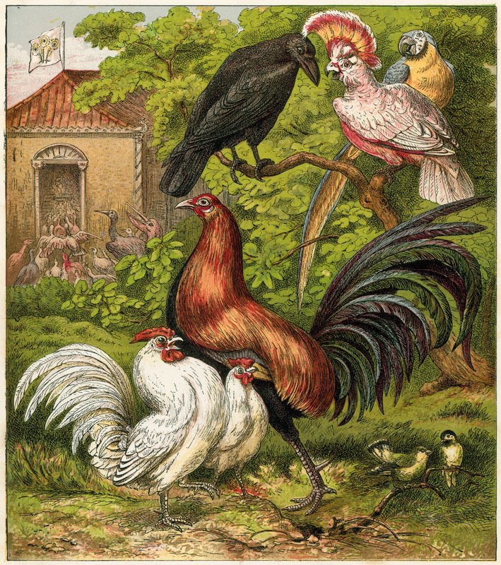 A páva otthon alkotó: English School