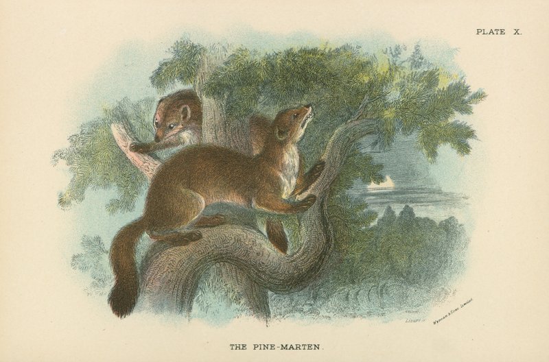 A Pine-Marten alkotó: English School