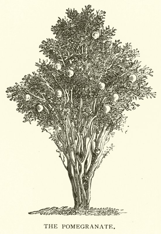 A gránátalma (metszet) alkotó: English School