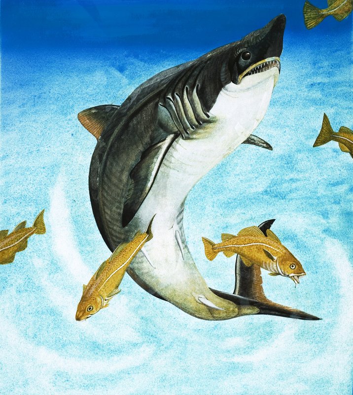 A Porbeagle, egyfajta cápa alkotó: English School