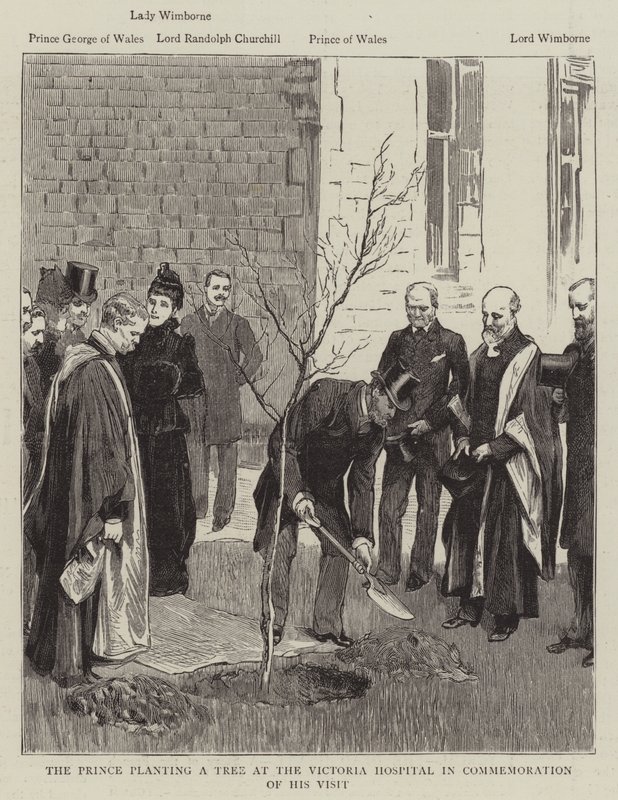 A herceg fát ültet a Victoria Kórházban látogatása emlékére (metszet) alkotó: English School