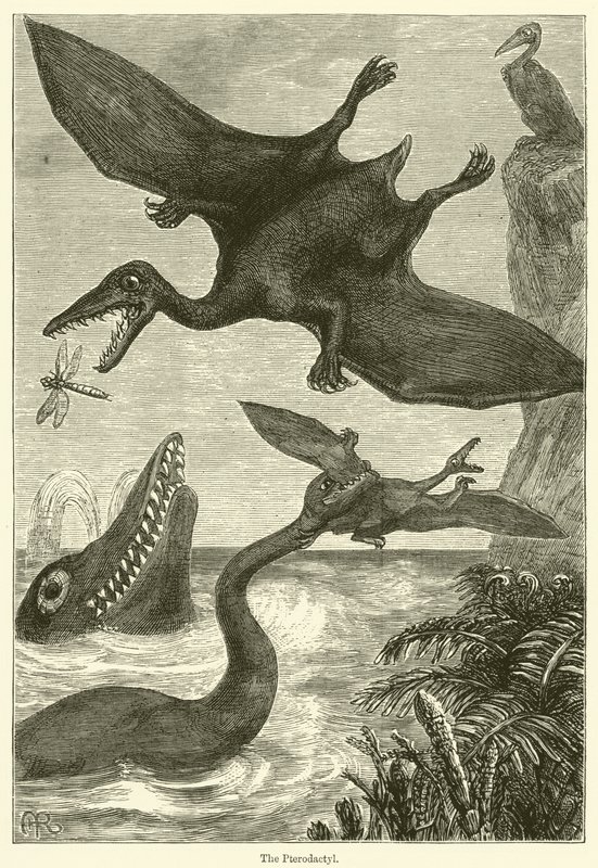 A pterodaktilusz (metszet) alkotó: English School