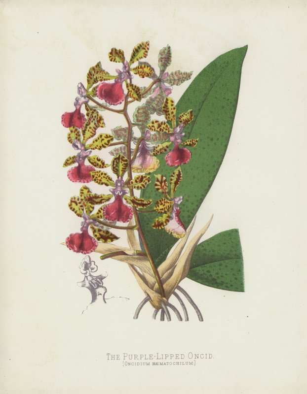 A lila ajkú Oncid, Oncidium Haematochilum alkotó: English School