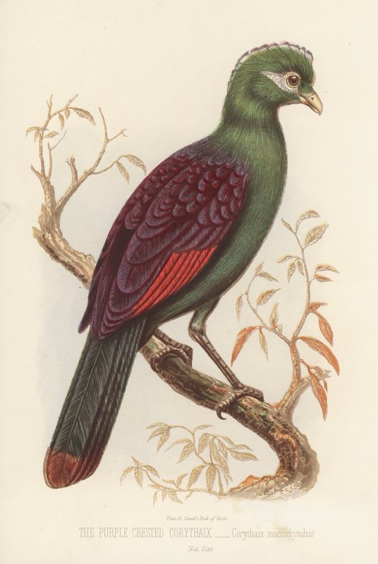 A lila tarajos Corythaix, Corythaix Macrorhynchus (színes litó) alkotó: English School