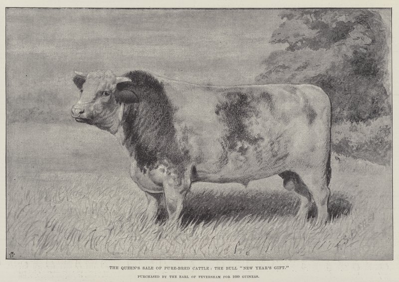 Fajtatiszta szarvasmarha királynői eladása, a „újévi ajándék” bika, amelyet Feversham grófja vásárolt 1000 guineáért (litho) alkotó: English School