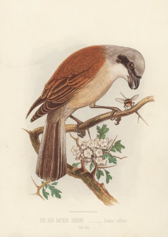 The Red Backed Shrike, Lanius Collurio (színes litho) alkotó: English School