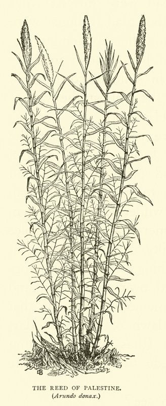 Palesztina nádasa, Arundo donax alkotó: English School