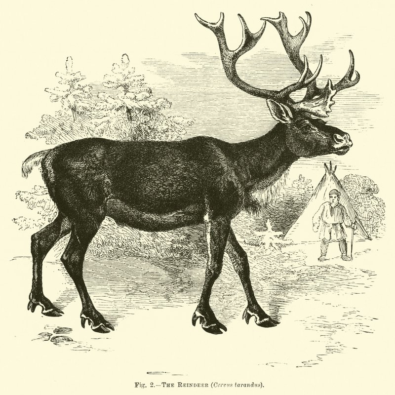 A rénszarvas, Cervus tarandus alkotó: English School
