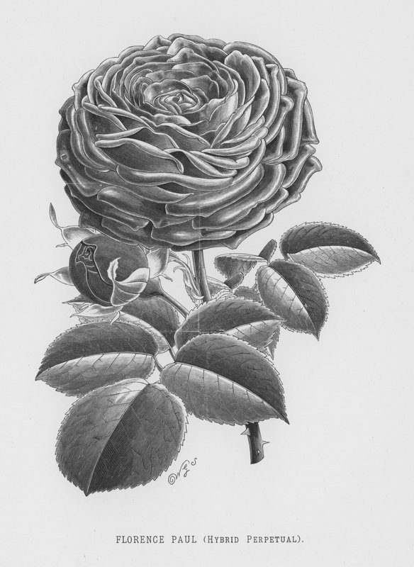 Rózsakert: Florence Paul, Hybrid Perpetual (metszet) alkotó: English School