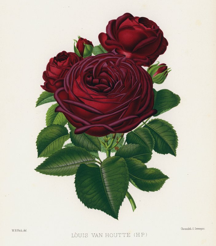 Rózsakert: Louis Van Houtte, HP alkotó: English School