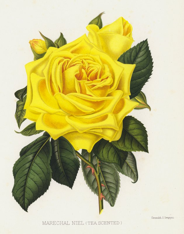 A Rózsakert: Marechal Niel, Teaillatú alkotó: English School