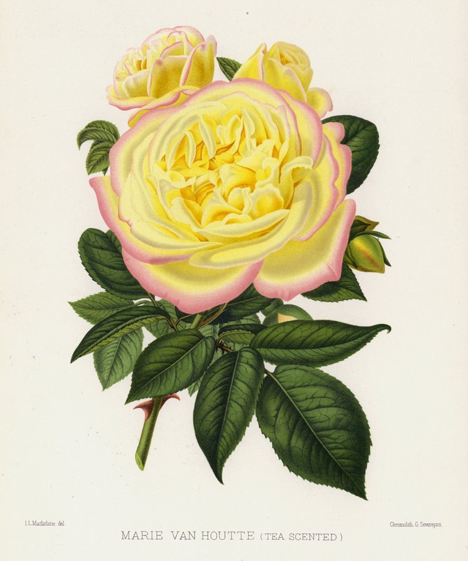 Rózsakert: Marie Van Houtte, Teaillatú alkotó: English School
